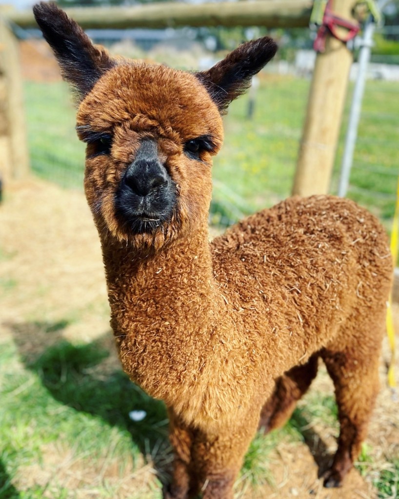 Whittlesea Show Alpaca Exhibition