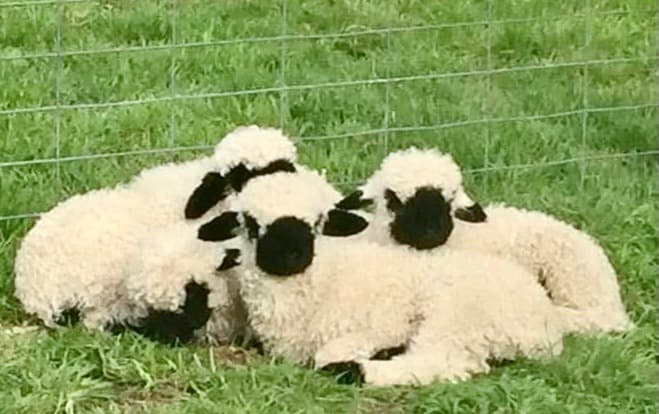 blackface lambs at whittlesea show